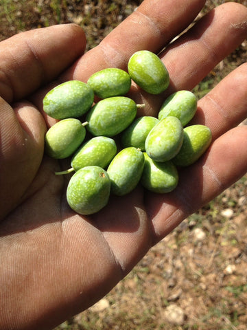 Perché raccogliamo le olive quando sono ancora verdi? BuondiOli