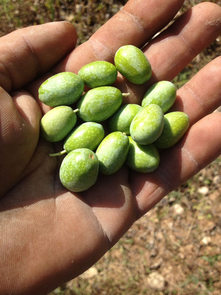 Perché raccogliamo le olive quando sono ancora verdi? BuondiOli