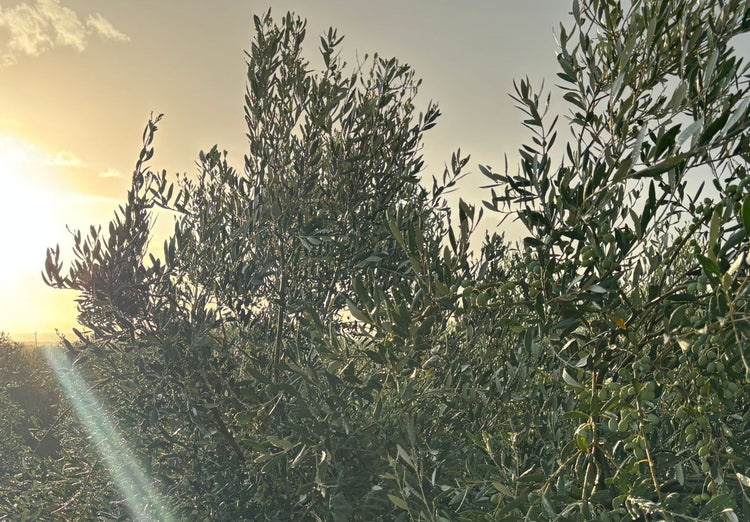 Settembre negli uliveti del Gargano