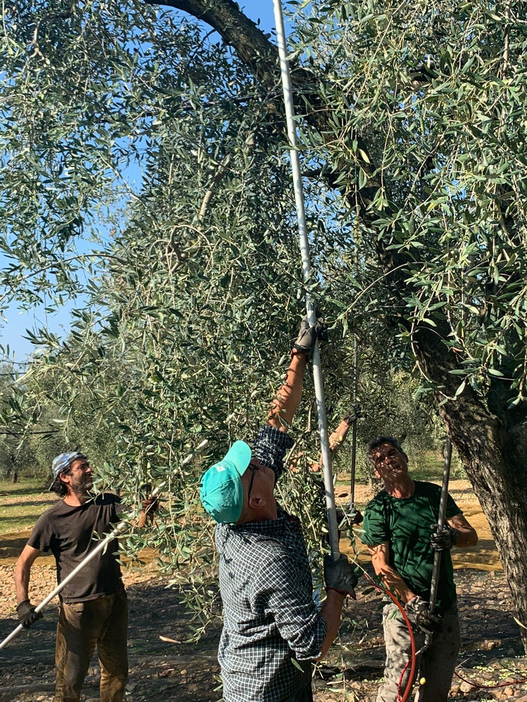 Inizia la raccolta 2025: nasce il nostro nuovo olio extra vergine… e qualcosa di speciale
