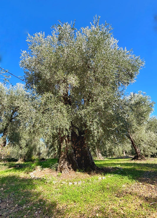 BuondiOli CENTVRY Limited Edition – Olio Extravergine di Oliva Biologico da Ulivi Secolari (500 ml)