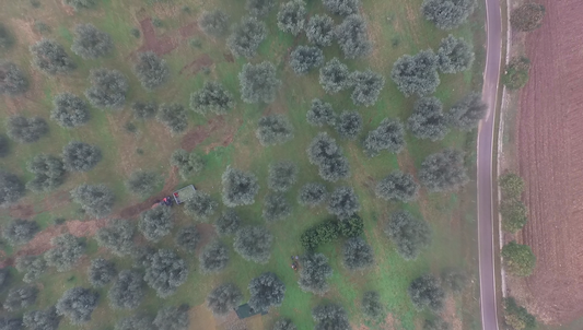 Ogliarola Garganica da olivi centenari 500ml